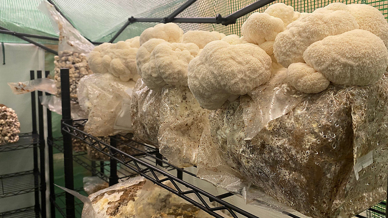 Image from Spectrum Local News on SEACMA Mushroom Farm Operation