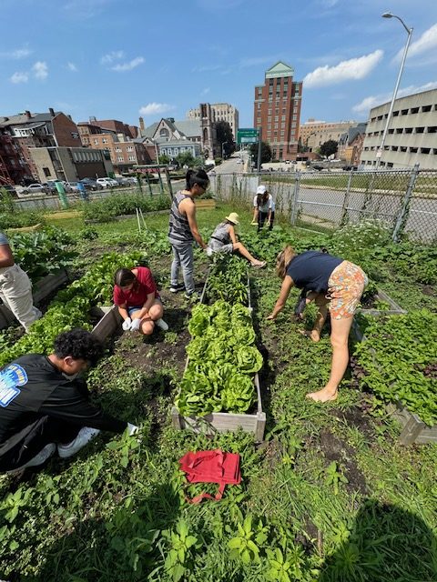 Community Garden - Food Security -Vegetables - Food Donations